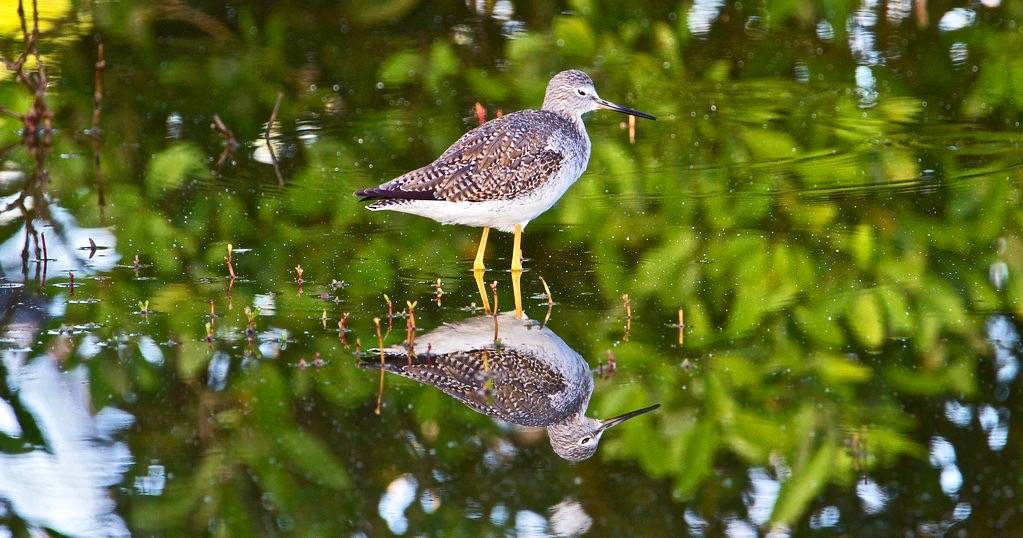 Greater yellowlegs (Tringa melanoleuca) - Playa Pesquero, Holguin, Holguín Province, Cuba - Feb 2019 by Dis da fi we is licensed under CC BY-NC-SA 2.0